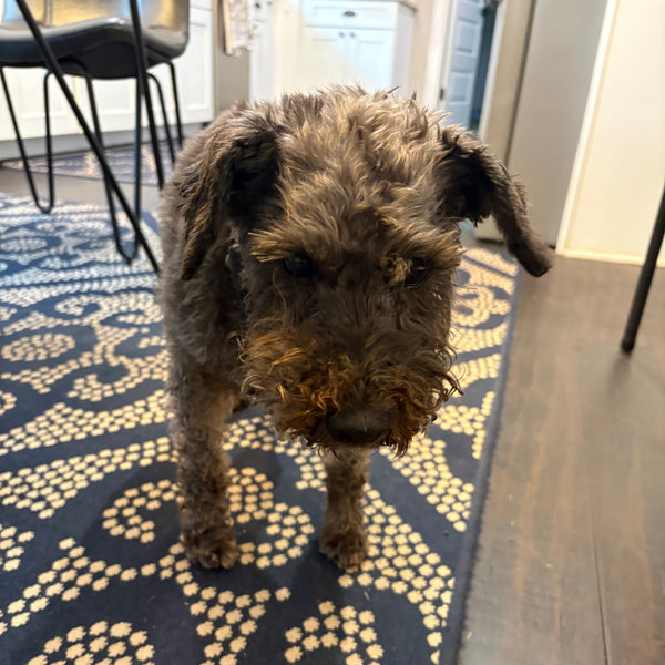 Teddy