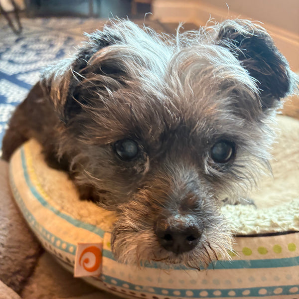 Chloe